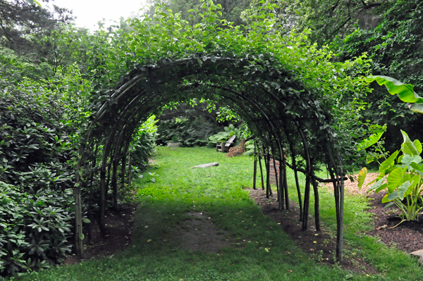Archway is made from offspring of the Survivor tree shown above